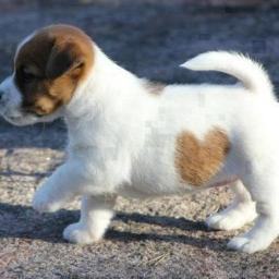 CuteDogsnCats66's profile picture. 