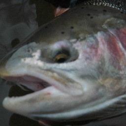 Pursuer/Instructor of  Steelhead Flyfishing Mastery