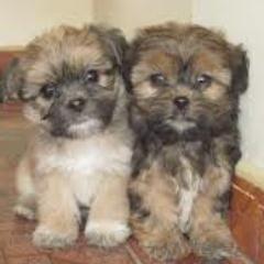 andre_kali's profile picture. soy castaña ojos color cafes