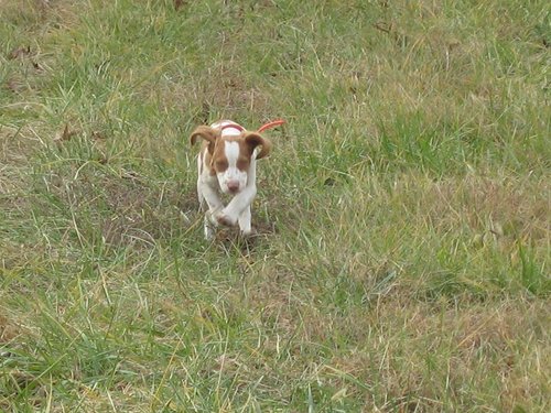 BookersBirdBags's profile picture. Booker and Teton East Manufacturing strive to make great hunting products, period.  We want you to always have Clean Hands, Fresh BirdsTM.