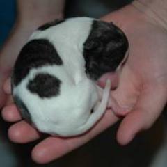Puppy crazy!!