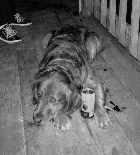 clayzg82's profile picture. @aspen82 Host on The Lift, ski bum, and dog lover!