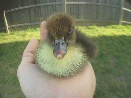 Hey guys! Im the newest addition to the Caylen family. Quack.