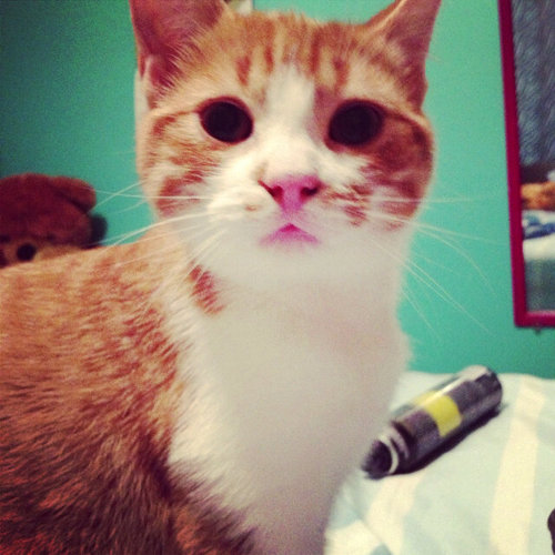 Hey, we're cats and we love our owners @deannaecklund and @chelseea94 :*