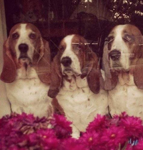 We are Gun, Lake and Schooner, Basset Hound brudders who dig woofin', cruisin' swimmin', eatin', sleepin' and playin'! We are the coastal canines of SC!