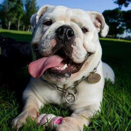 HOMEEROLOVE's profile picture. HOMEERO, bulldog