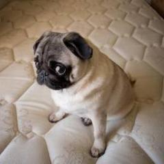 My pug Pookie is my life! I love Tennis, Venus and Serena you Rock! Where you at? Holla at me!