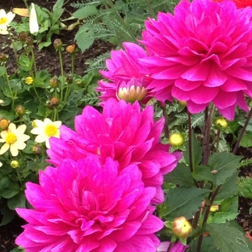 sisjahwoo's profile picture. Love Learning. Love Dance. Love Life.