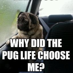 NicoleP411's profile picture. 