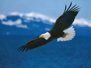Health nut, Conservative, Love God & Country USA, NRA & 2nd Amendment, Freedom Fighter, Want to make a Difference in people I meet leaving a possitive impressio