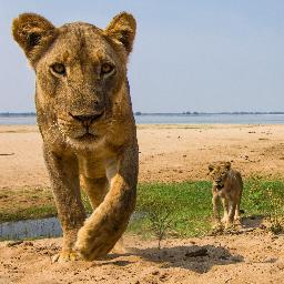 chongwesafaris's profile picture. With 17 years behind us, Chongwe Safaris offers you a safari home away from home with the best views in the Lower Zambezi, Zambia.