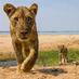 Chongwe Safaris (@chongwesafaris) Twitter profile photo Chongwe Safaris (@chongwesafaris) Twitter profile photo