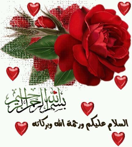 القصيم /بريده