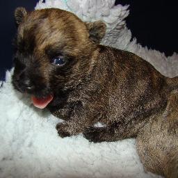 Can this Puppy get more followers than Justin Bieber?