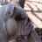 edizzi's profile image