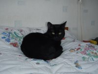 laperamidium's profile picture. 