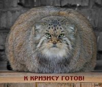 Взаимный фолловинг, RuFollowBack