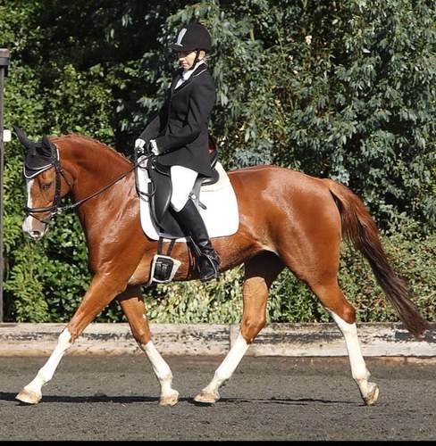 BHSAI Instructor, covering South part of Essex and East London. Training in all equestrian disciplines, dressage is a speciality. Love travel, sewing, cooking.