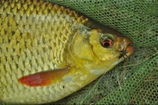 Fly fishing for coarse species across the UK