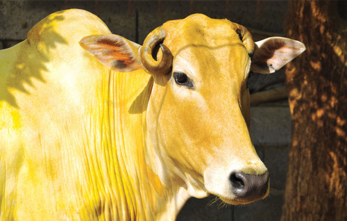 The Golden Cow (@Gullkua) | Twitter