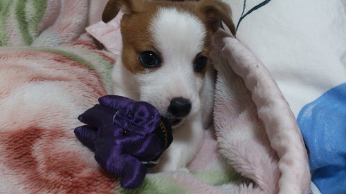 hisamatsumaria's profile picture. 