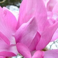 Trewidden Garden (@trewiddengarden) 's Twitter Profile