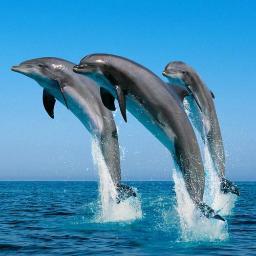 A how-to guide of action items for those who want to speak out on behalf of the dolphins and whales in Taiji, Japan.