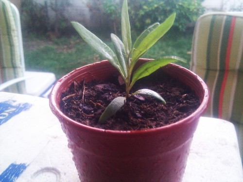 Únicas en Chile, Plantas de Goji Berries el fruto de la juventud, ayuda al sueño, concentración y muchos mas.

Los invitamos a  seguirnos.