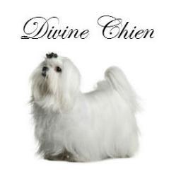 ChienDivine's profile picture. La única web en español de productos exclusivos y de diseño para perros. Solo para perros vanguardistas!
 http://t.co/bW0Bm6KR