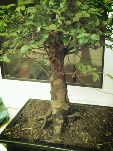 Iba para planta de marihuana pero me quedé en bonsai. Quién sabe si en una vida anterior fui un dinosaurio y tú mi hij@.