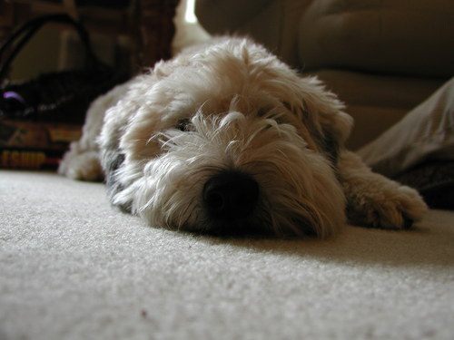 Zazucat's profile picture. 