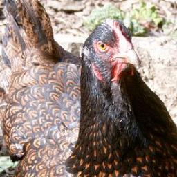 Poultry keeper and fan of the outdoors and free range for anything. 
Work for myself. 
Live in the wilds of Yorkshire.
Allotment holder and grower of real food.