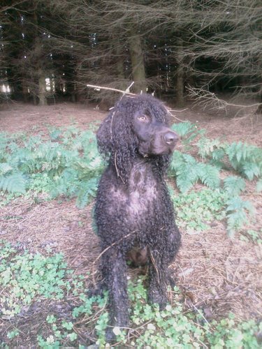 irishh20spaniel's profile picture. The adventures of Leary the Irish Water Spaniel showcasing the stupid things the fella on the other end of the lead makes me do. All views are my own, woof