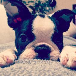 They, Sapiens, call me NiNa... It sounds good! I'm a #Boston #Terrier and this is my #dog life in black and white! #Pets #Puppy #WebSeries