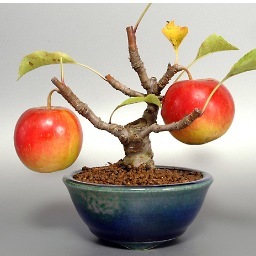 E 盆栽と正子鉢 カリン G2 花梨盆栽 Chaenomeles Sinensis Bonsai 撮影日 18年10月24日 樹高 8 5cm 実生カリンのミニ盆栽用の素材です 寒さと共に紅葉も進みます T Co Xmgzdpb6hf T Co 9wmva7uxlu