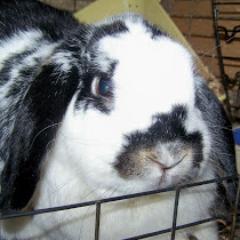 CuddleLop's profile picture. I'm a rabbit lover, little kid at heart, cyncic, artist