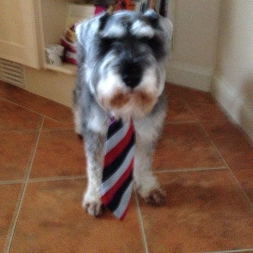 BillySchnauzer's profile picture. Dog from Deutschland. I live off a healthy diet of tissues and goose poop. @cesarmillan is my hero.