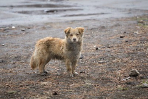 revolution_dog's profile picture. A small, fluffy, stray dog wandering the streets of Paris. Likes to hang around the barricade!! #LesMisLand