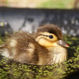 雀、鳩に並ぶ身近な鴨さんたちの可愛いさ、愛らしさ(あと美味しさ)を伝えるべく鴨画素をつぶやくbotです。フォローバックは自動なのでしばらくお待ちを。プロフ画像はこちらよりお借りしました：http://t.co/O336uLWVxZ