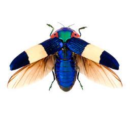 Detroit's premiere outlet for unique treasures from the natural world.