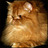 peqemelu's profile image