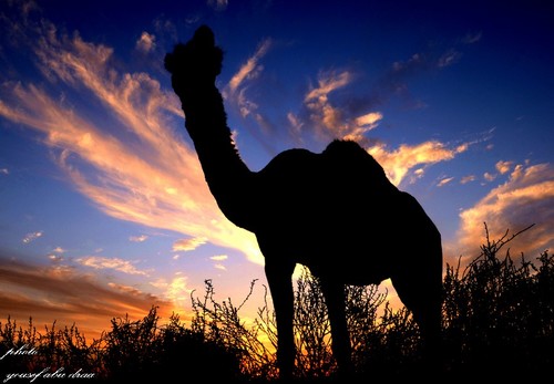 magahm55's profile picture. في شف زاهية الجنايب والاجراس ×ملحاتشوق العين في درهمتها ×تفرق عن الذيدان في طفحة الراس ×وفي طول غاربها وطول ارقبتها