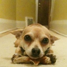 Explainit's profile picture. Freelance Writer. Creative Director. Fine Artist.