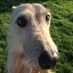 Paddlelake Gundogs (@paddlelakesusan) Twitter profile photo