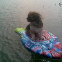 rozika3's profile picture. Sziasztok nagyon szeretem a csontot és a rugabugámat ! Imádok a cicámmal játszani és labdizni... :)
Célom a sok,sok követő! :D