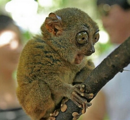 GreyHobbit's profile picture. 