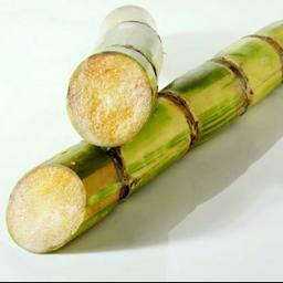 NaprslaTrska's profile picture. 