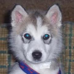 CharlieSierraA's profile picture. 