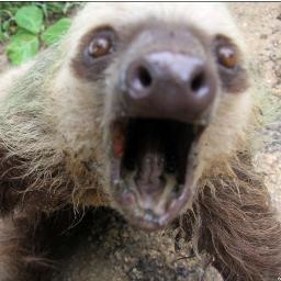 i am a sloth that lives in a tree that likes to sing one direction songs :) and live while were sloths?