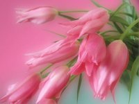 Взаимный фолловинг, RuFollowBack